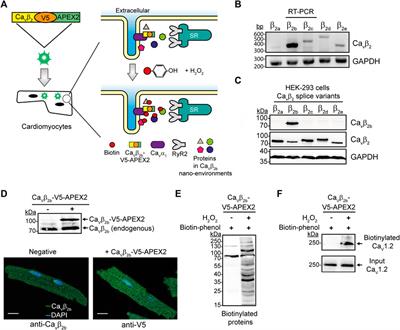 Nanoenviroments of the β-Subunit of L-Type Voltage-Gated Calcium Channels in Adult Cardiomyocytes